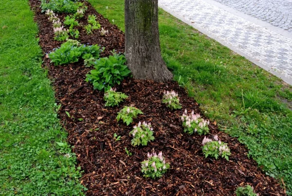 Freshly mulched tree bed with or