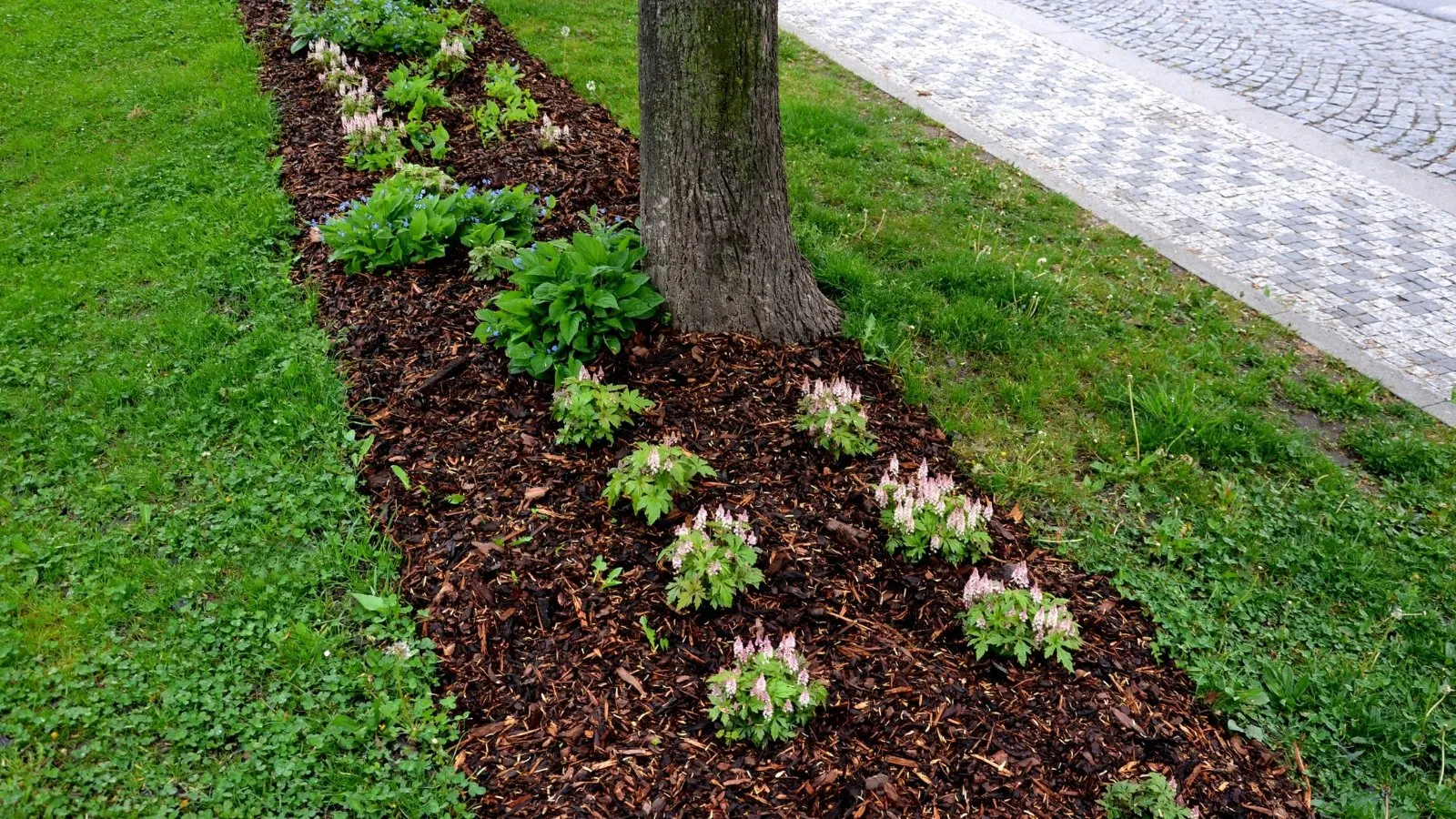 Freshly mulched tree bed with or