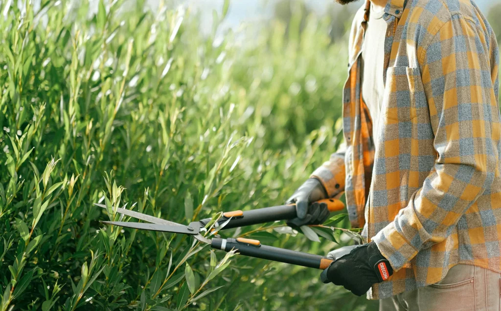 Shrub and hedge trimming service shaping greenery in a landscaped yard
