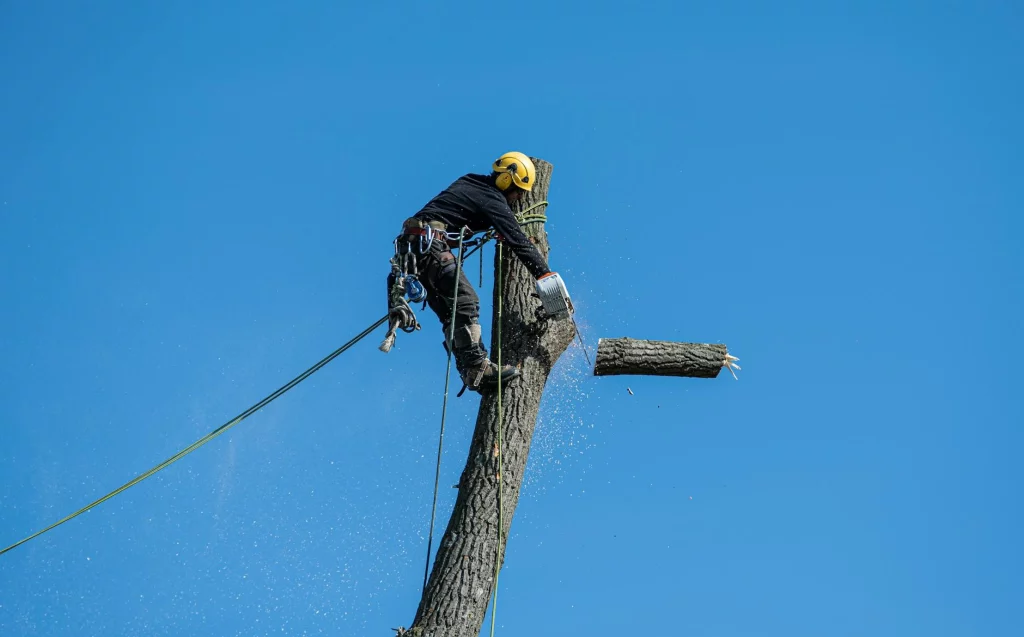 Arborist in safety gear using a chainsaw to cut a large tree trunk during professional tree removal service